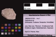 Foto (Objekt + Etiketten) von Gastrodorus sp. (NHMW-GEO-1990-0041-0108)